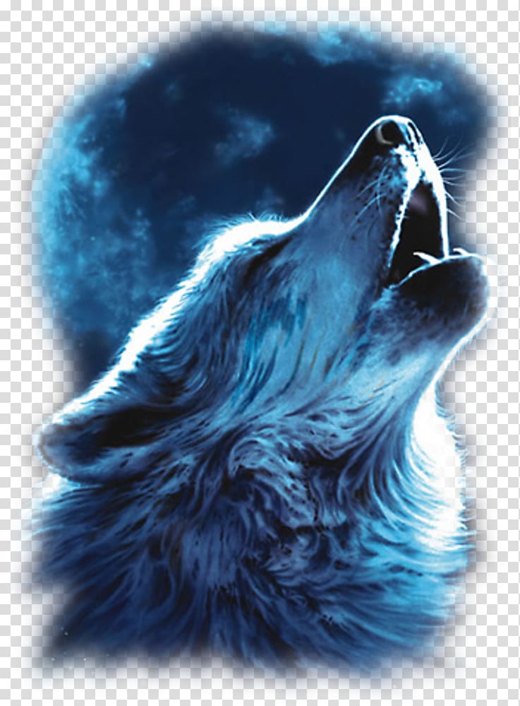 Gray wolf Wolf Nation: The Life, Death, and Return of Wild American Wolves Drawing Lone wolf, karma transparent background PNG clipart