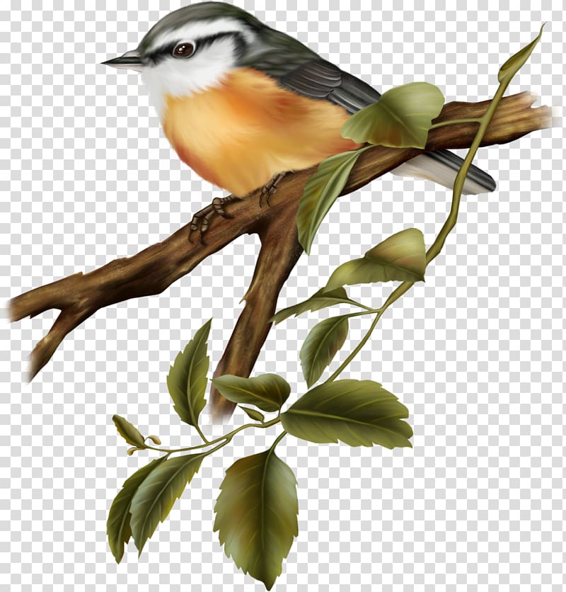 Bird , birds transparent background PNG clipart