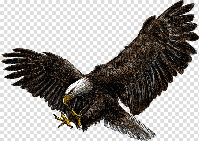 Bald Eagle White Tailed Eagle Drawing Eagle Transparent Background Png