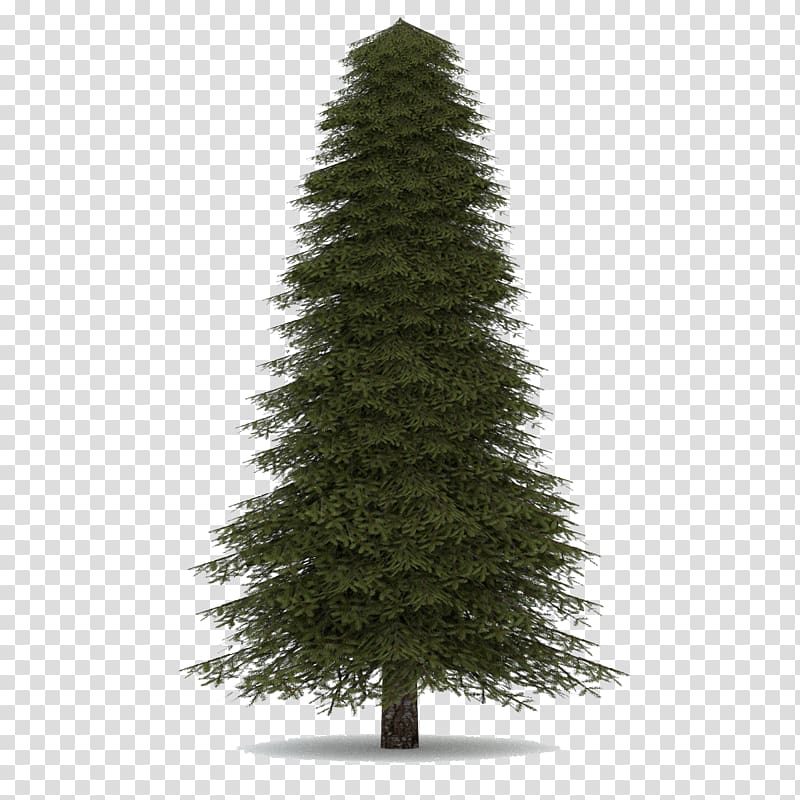 green Christmas tree, Abies concolor Pine Balsam fir Norway spruce Noble fir, Fir-Tree transparent background PNG clipart
