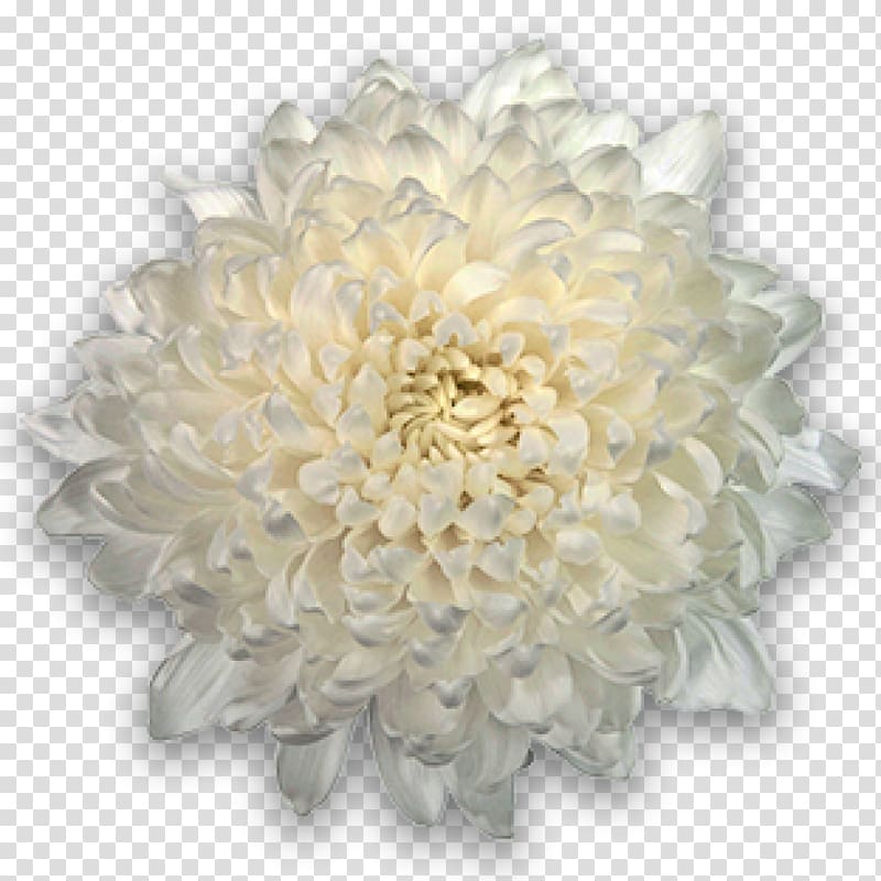 Chrysanthemum Cut flowers Transvaal daisy Plant, chrysanthemum chrysanthemum transparent background PNG clipart