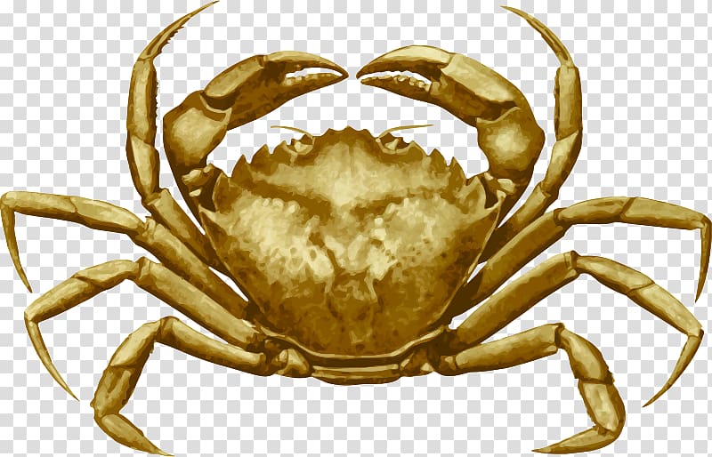 Dungeness crab Freshwater crab Crab cake European green crab, crab transparent background PNG clipart