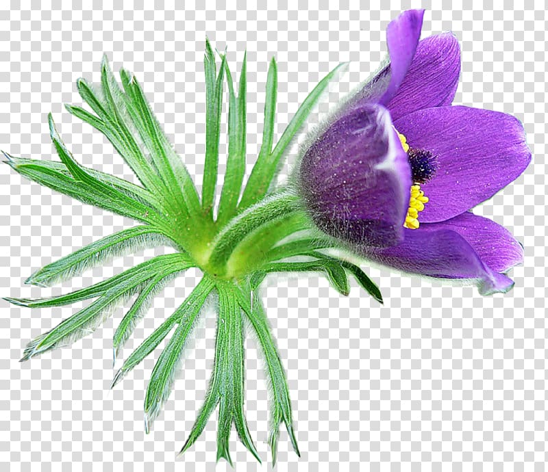 Pulsatilla patens Flower Snowdrop Blog , Purple crocus flowers transparent background PNG clipart