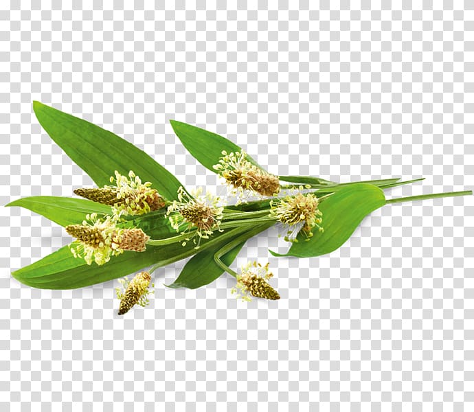 Herbal tea Ribwort Plantain Gastroesophageal reflux disease Bad Heilbrunner Naturheilmittel GmbH & Co. KG, tea transparent background PNG clipart