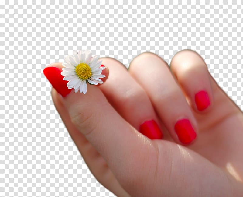 Nail polish Manicure Pedicure Nail art, The hands of small chrysanthemum transparent background PNG clipart