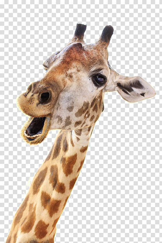 giraffe transparent background PNG clipart