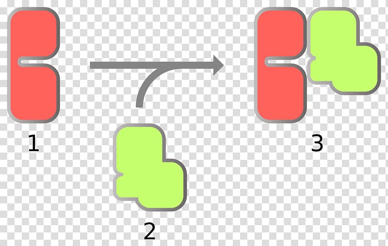 Mitosis Cell cycle Meiosis G0 phase, Activation Function transparent background PNG clipart