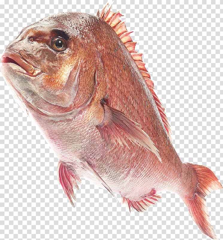 Fish , VK transparent background PNG clipart
