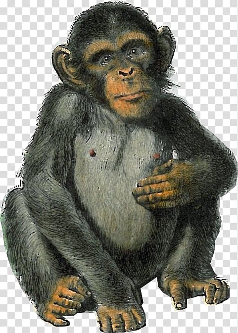 Common chimpanzee Western gorilla Macaque Bear Monkey, mono transparent background PNG clipart