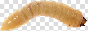 Maggots transparent background PNG clipart