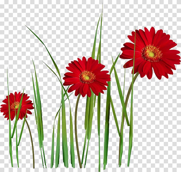 Transvaal daisy Flower bouquet Garden roses Red, flower transparent background PNG clipart
