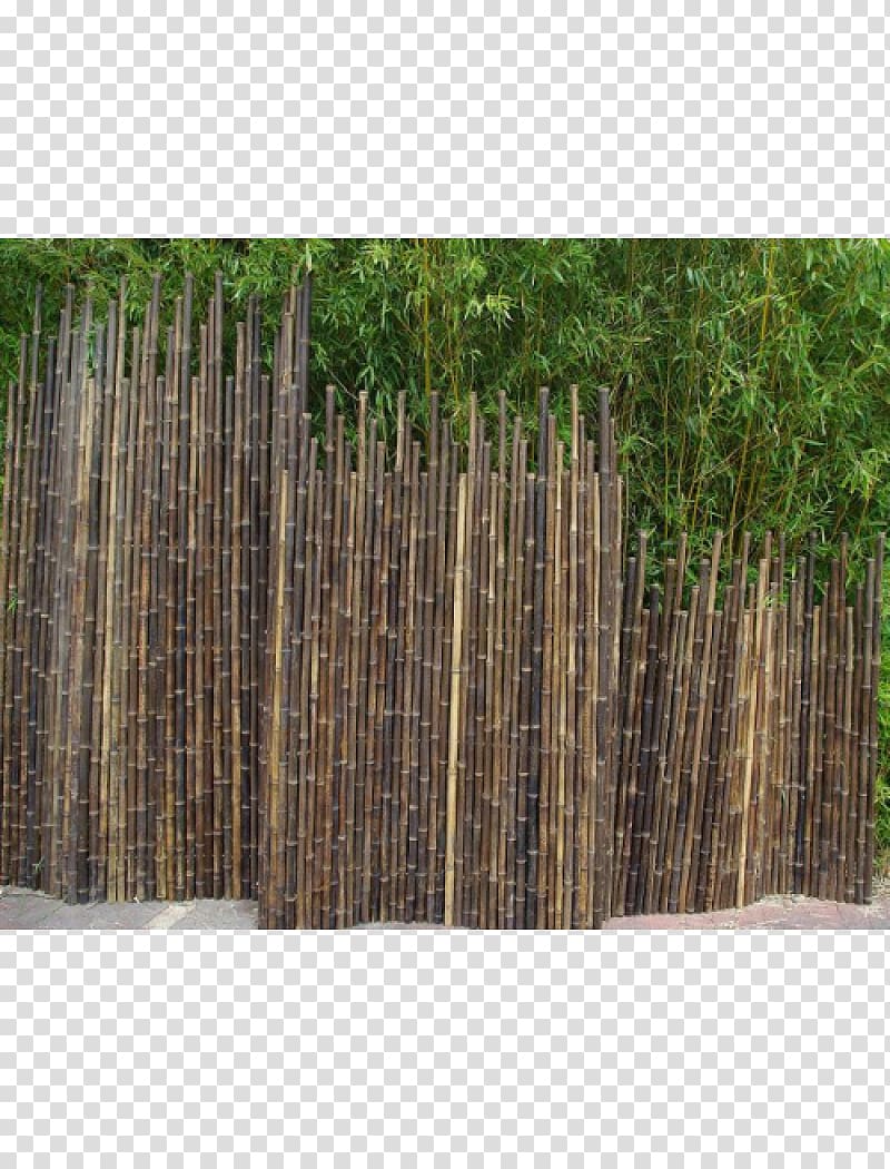 Fence Tropical woody bamboos Garden Furniture Phyllostachys nigra, Fence transparent background PNG clipart