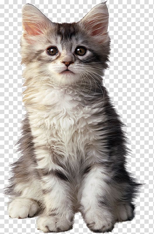 Maine Coon Persian cat Kitten Dog Cat Food, kitten transparent background PNG clipart