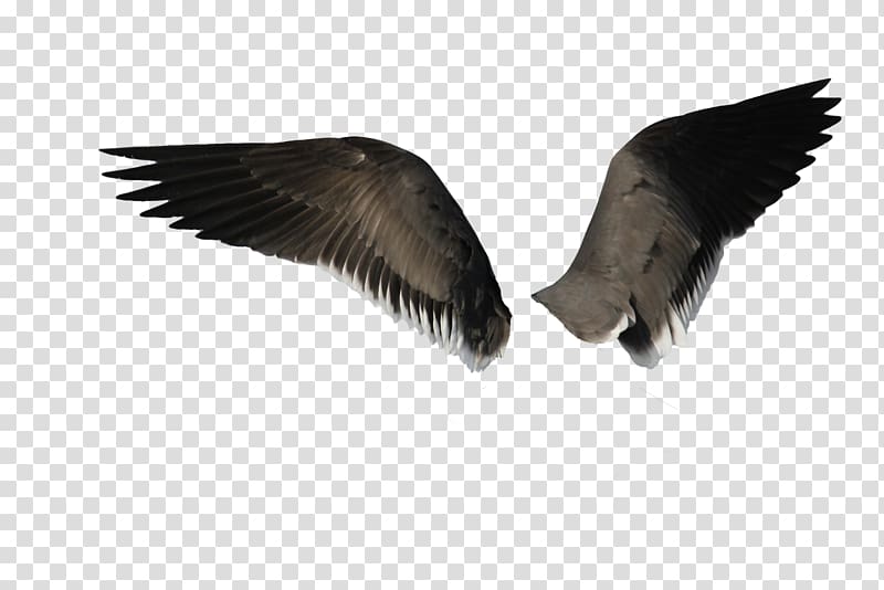 Bird Angel wing, Wings transparent background PNG clipart