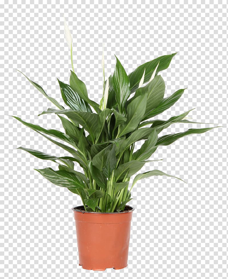 Spathiphyllum wallisii Light Plant Flowerpot, light transparent background PNG clipart