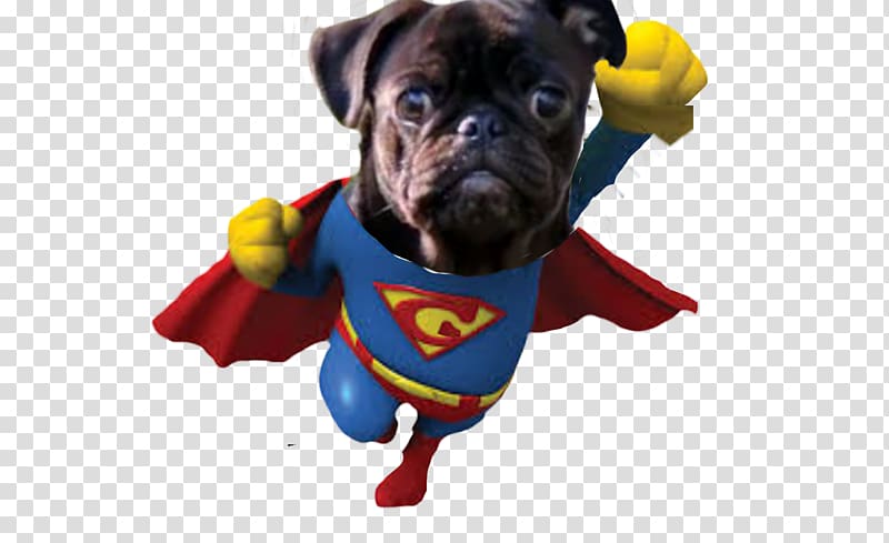 Pug Dog breed Management Superhero, pugs transparent background PNG clipart