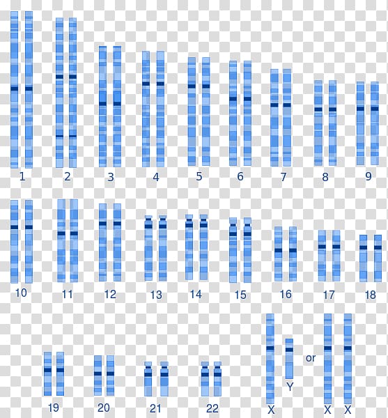 Karyotype Human genetic variation Human genetics Human variability Human genome, others transparent background PNG clipart