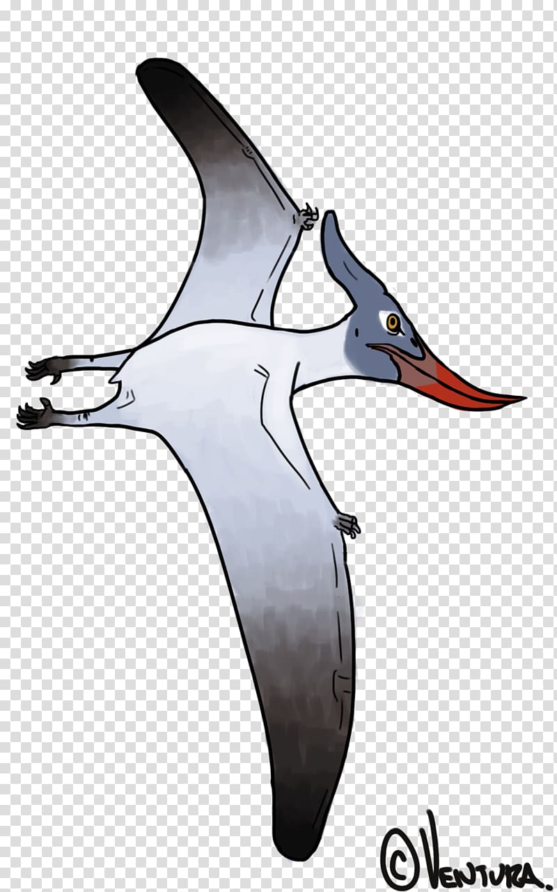 Albatross Shorebirds Cygnini Goose, albatross transparent background PNG clipart