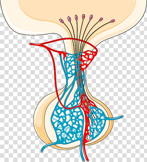 Pituitary gland Hypothalamus Endocrine system Islets of Langerhans, others transparent background PNG clipart
