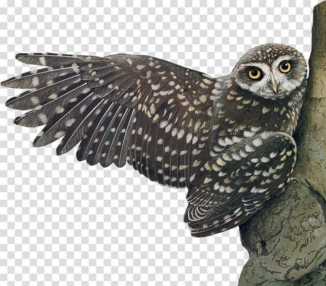 Little Owl Bird, Owl transparent background PNG clipart