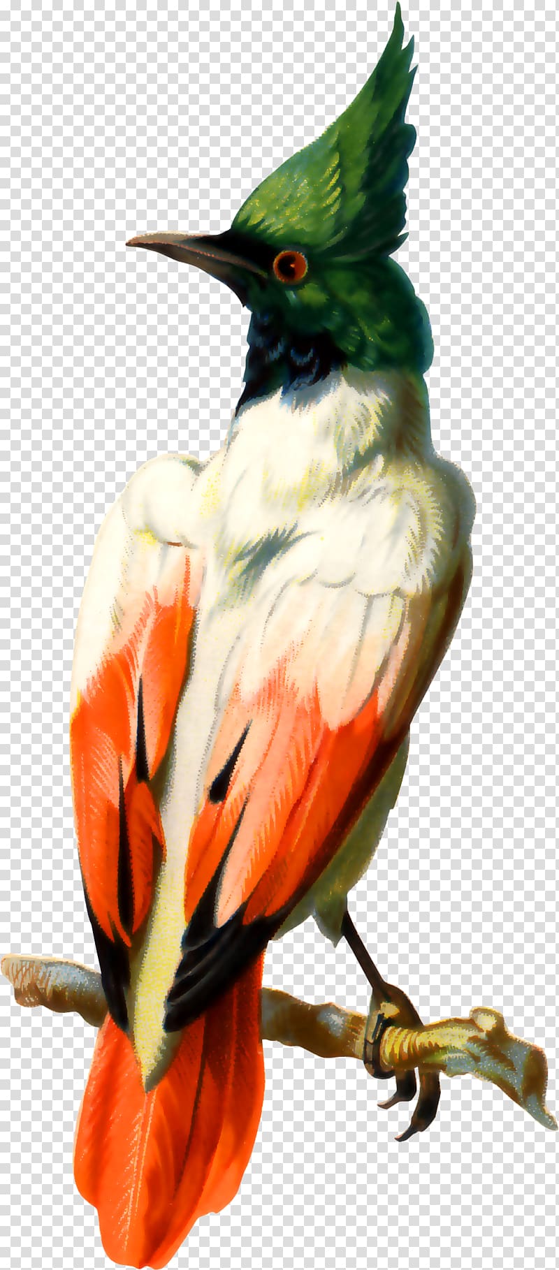 Bird Illustration, Hand-painted parrot transparent background PNG clipart