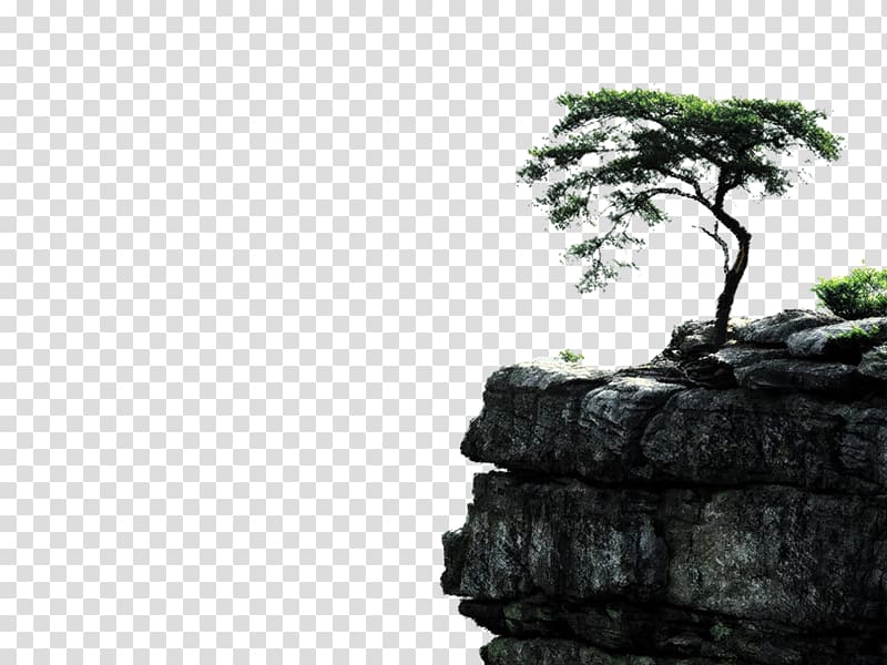 Tree Desktop Pine , tree transparent background PNG clipart