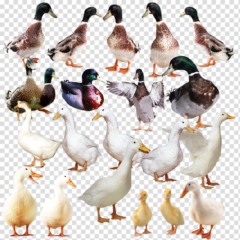 The Ugly Duckling Goose Domestic duck, Real Duck transparent background PNG clipart
