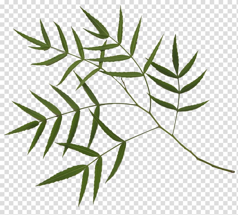 Bamboo Plant stem Leaf Author, others transparent background PNG clipart