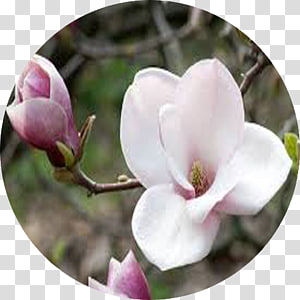 Love Flower Magnolia Hope Virtue, magnolia transparent background PNG clipart thumbnail