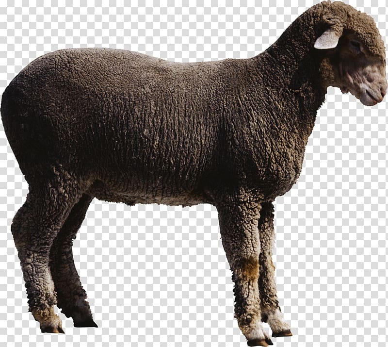 Goat Sheep, sheep transparent background PNG clipart