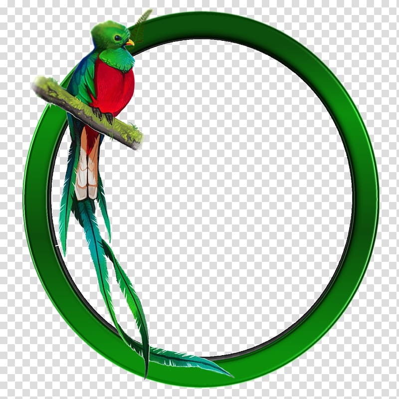 Guatemalan quetzal Bird Resplendent quetzal, Bird transparent background PNG clipart