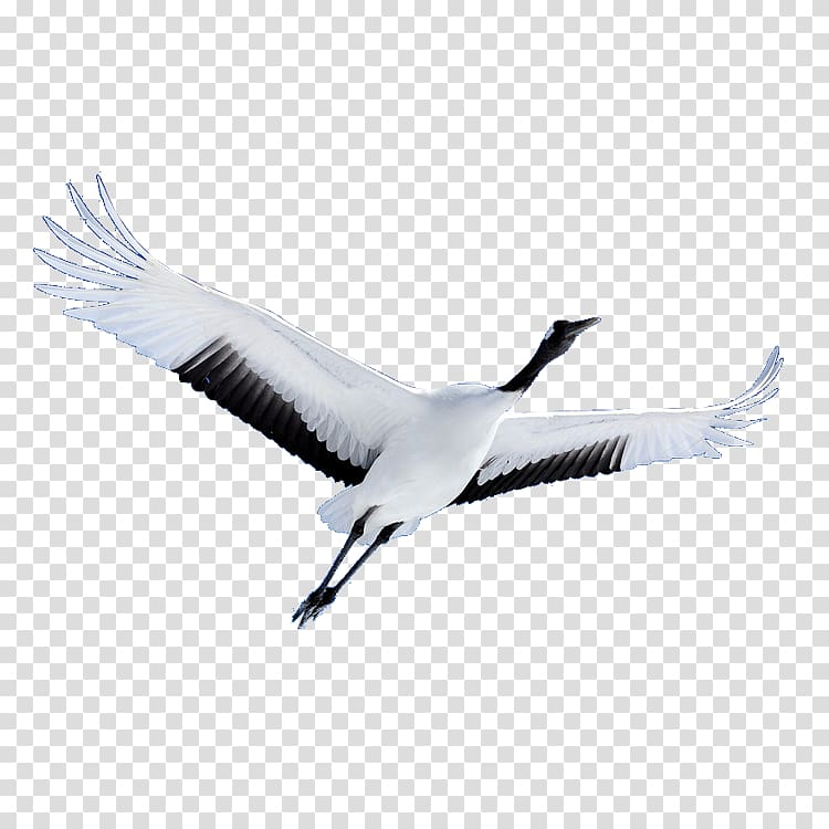 red-crowned crane transparent background PNG clipart