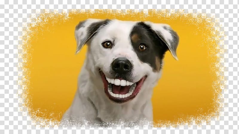 Dog Dentures Dentist Gums Advertising, Dog transparent background PNG clipart