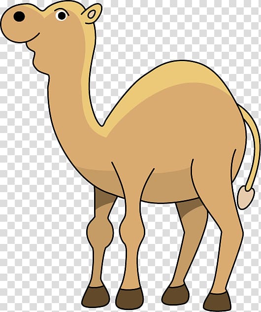 Dromedary Middle East respiratory syndrome Cartoon , camel transparent background PNG clipart