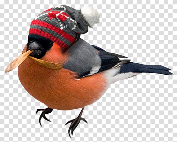 Bird Rook, A bird with a hat transparent background PNG clipart