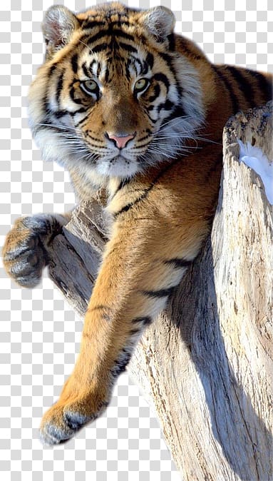 Lion Jaguar Black panther Cat Bengal tiger, tiger transparent background PNG clipart