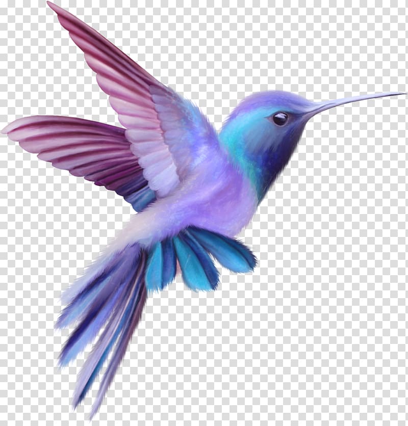 pink and blue hummingbird, Hummingbird , humming bird transparent background PNG clipart
