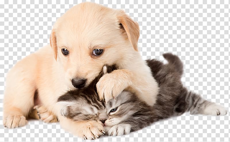Golden Retriever Puppy Kitten Cat Bulldog, golden retriever transparent background PNG clipart