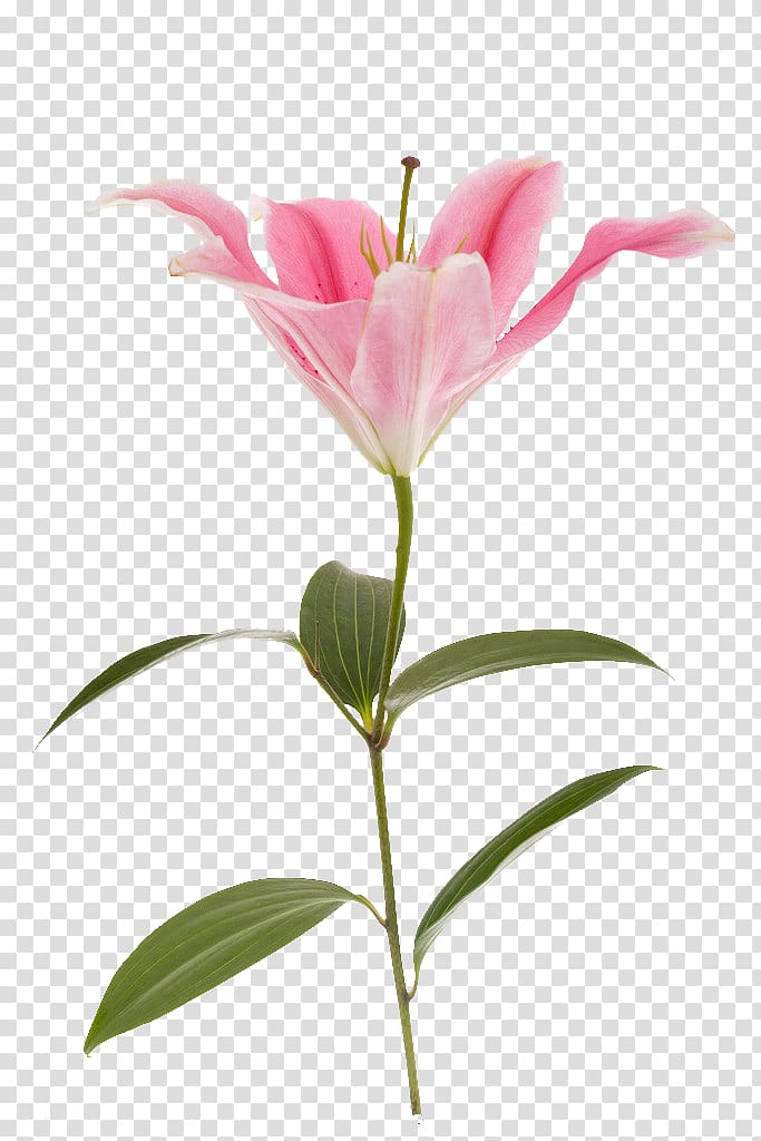 Lilium Flower Pink Red Yellow, Pink lily transparent background PNG clipart