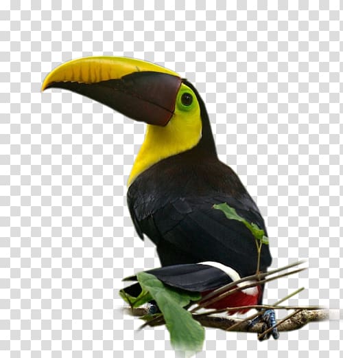 Bird Nom d\'oiseau Parakeet Beak Feather, Bird transparent background PNG clipart