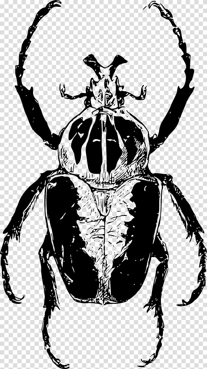 Atlas beetle Goliathus Drawing , beetle transparent background PNG clipart