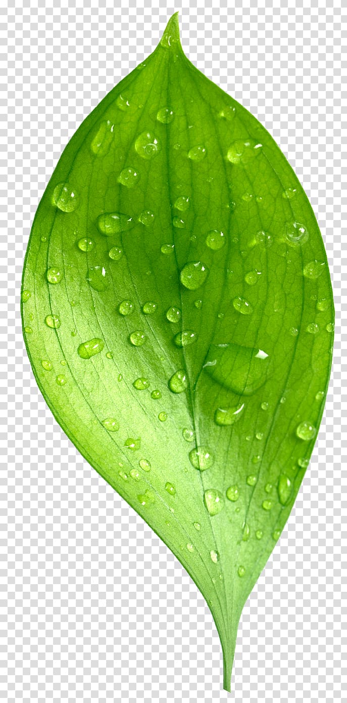 Leaf Dew Natural environment Drop, Leaf transparent background PNG clipart