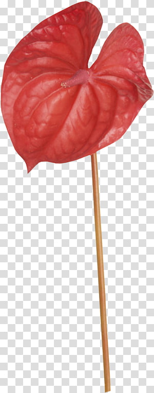 Petal Leaf, Leaf transparent background PNG clipart thumbnail