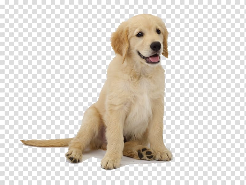 Golden Retriever Australian Shepherd German Shepherd Puppy, golden retriever transparent background PNG clipart