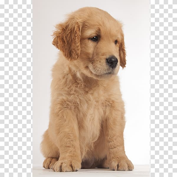 Golden Retriever Goldendoodle Puppy Dog breed Companion dog, golden retriever transparent background PNG clipart