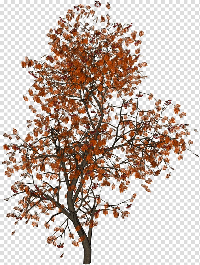 Populus nigra Tree Autumn leaf color, red,tree transparent background PNG clipart