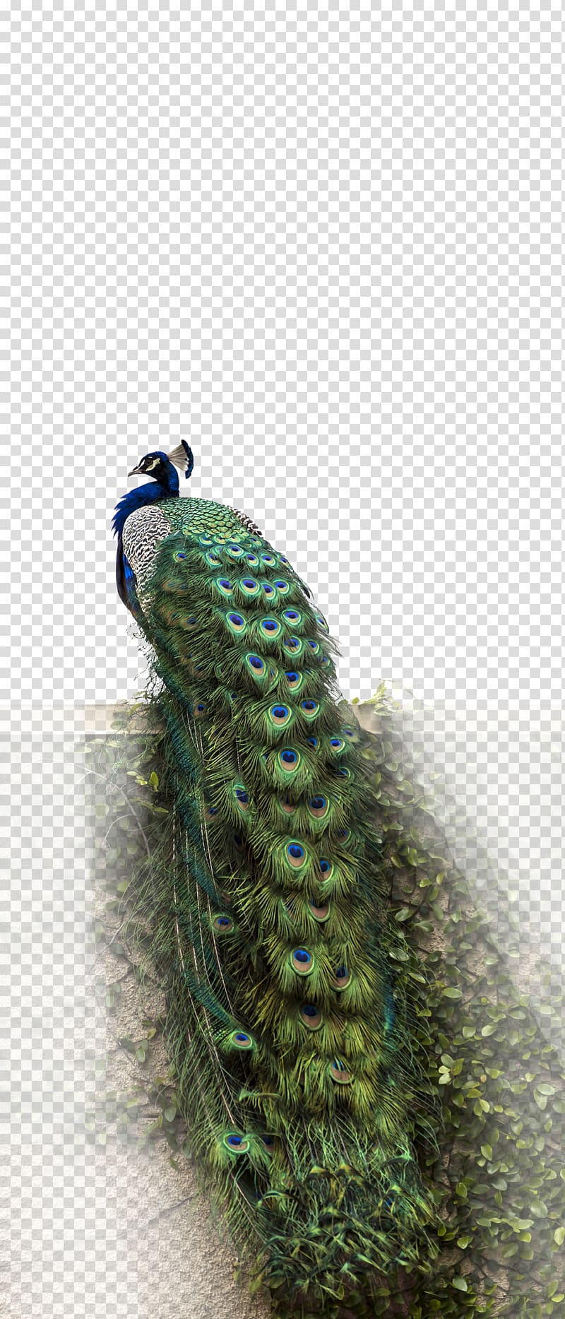 green and blue peacock, Yunnan Wall decal Sticker, Peacock transparent background PNG clipart