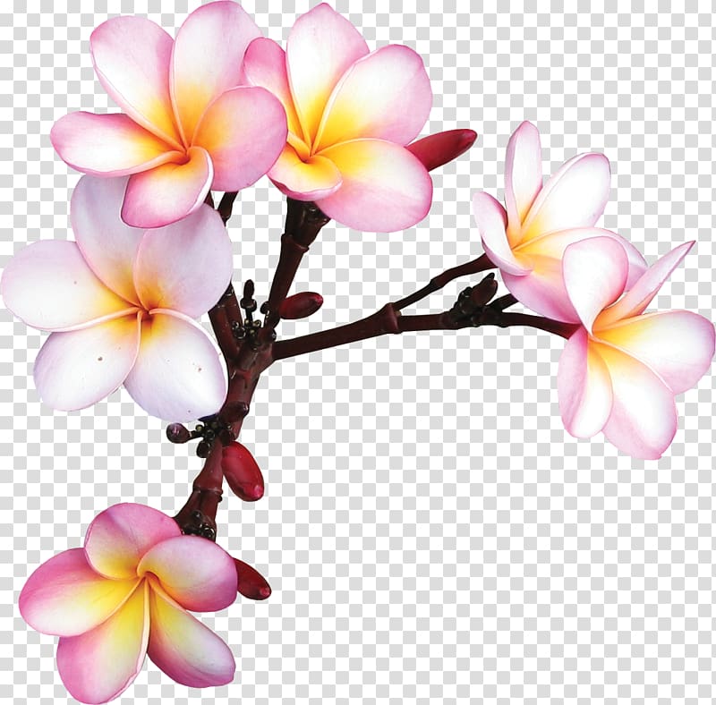 Flower Vecteur , frangipani transparent background PNG clipart