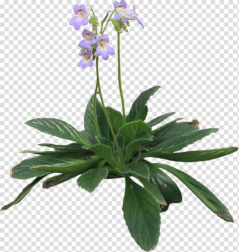 Herbalism Bellflower Violet Herbaceous plant, Pot plant transparent background PNG clipart