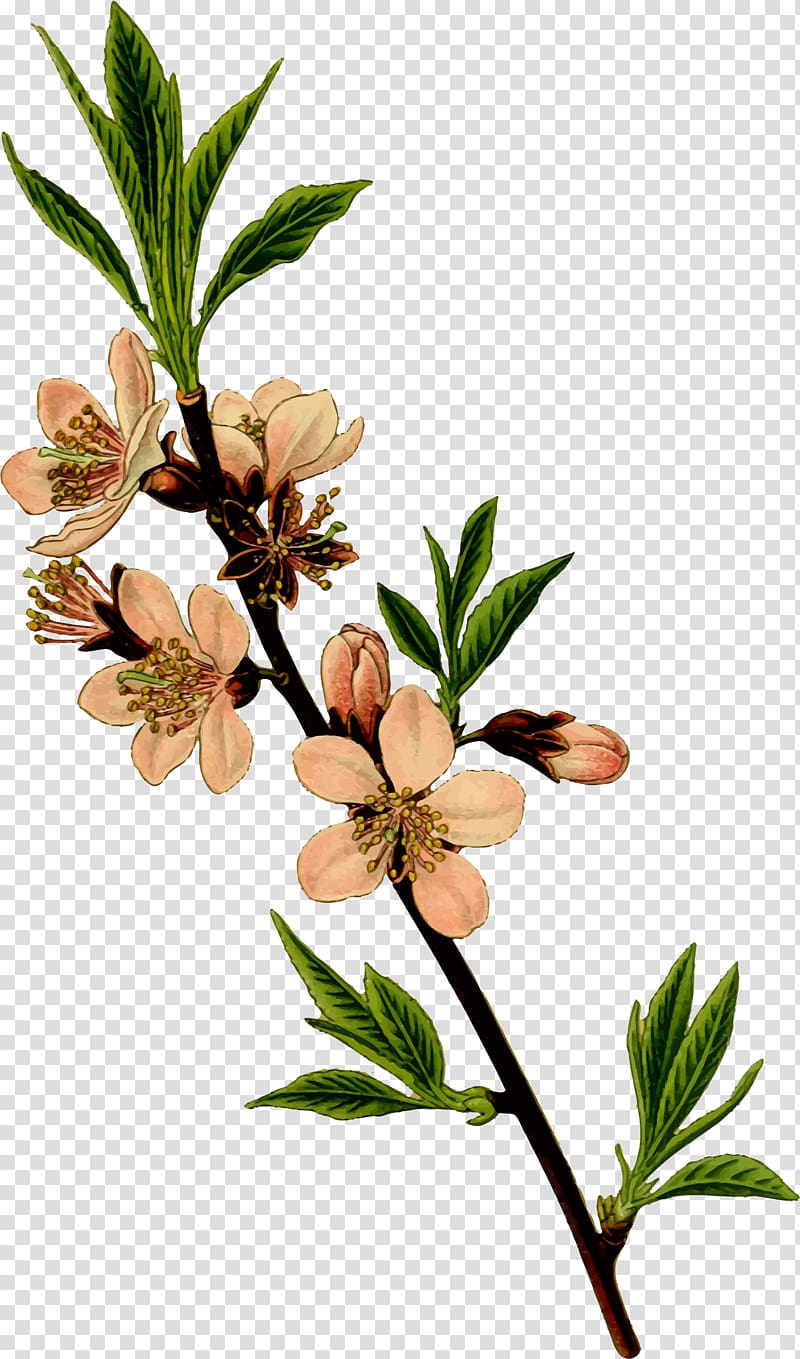 Almond Drawing , almond transparent background PNG clipart